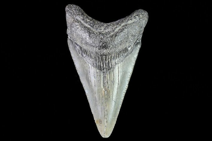 Juvenile Megalodon Tooth - Georgia #75366